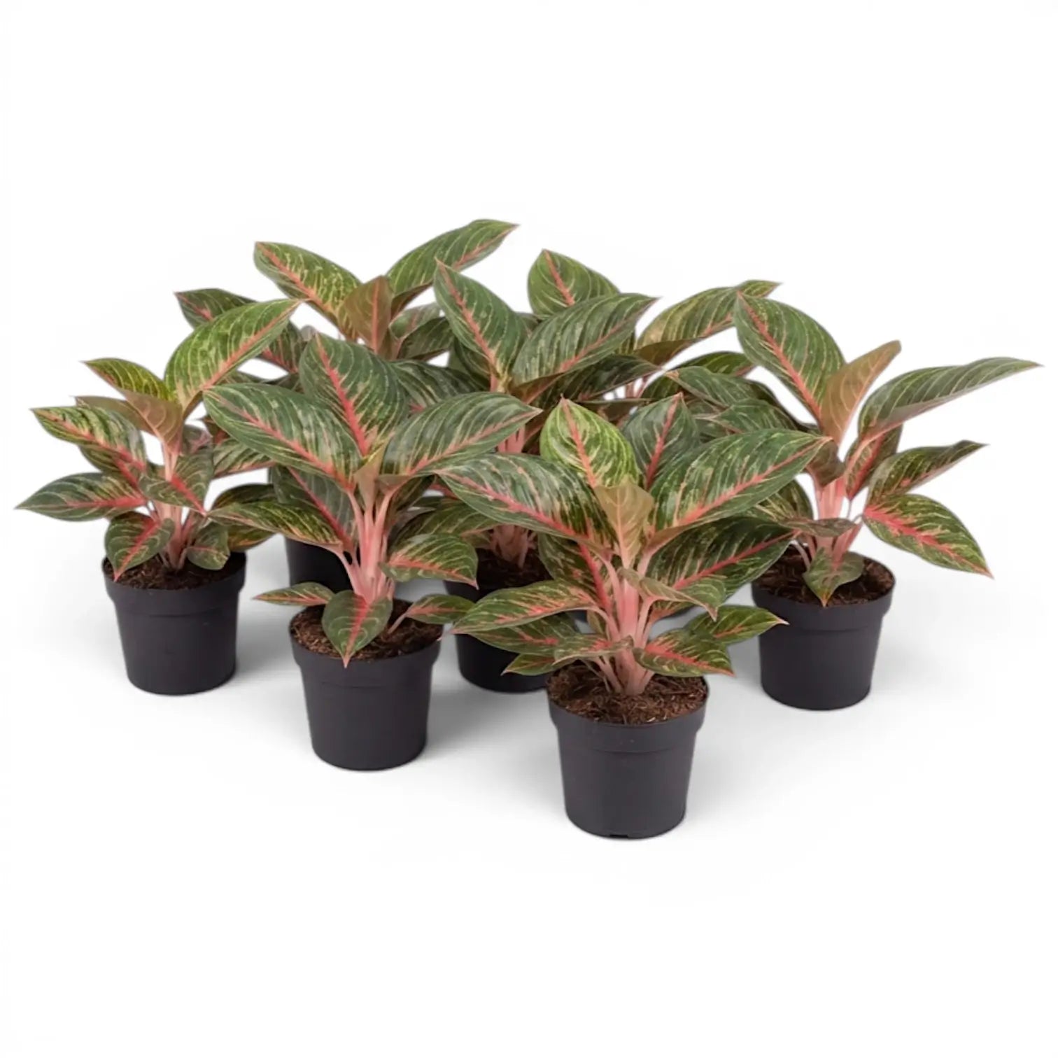 Group of Aglaonema ‘Olive Red’ plants with green-and-pink foliage in black nursery pots.