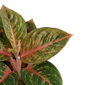 Aglaonema ‘Olive Red’ leaves with yellow-green speckling, pink midribs and pale pink stems.