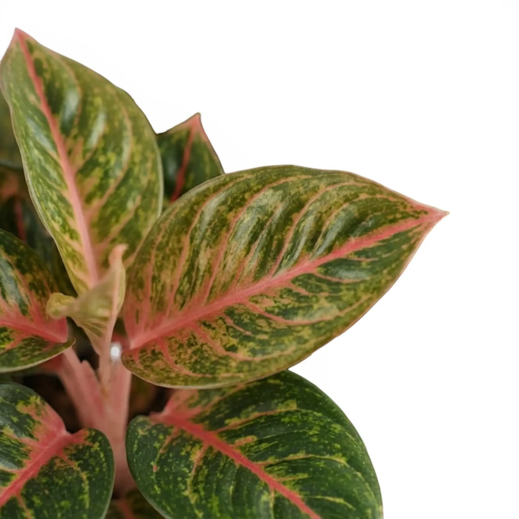 Aglaonema ‘Olive Red’ leaves with yellow-green speckling, pink midribs and pale pink stems.