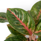 Aglaonema ‘Olive Red’ leaf detail showing a pink midrib and fine yellow markings on deep green.