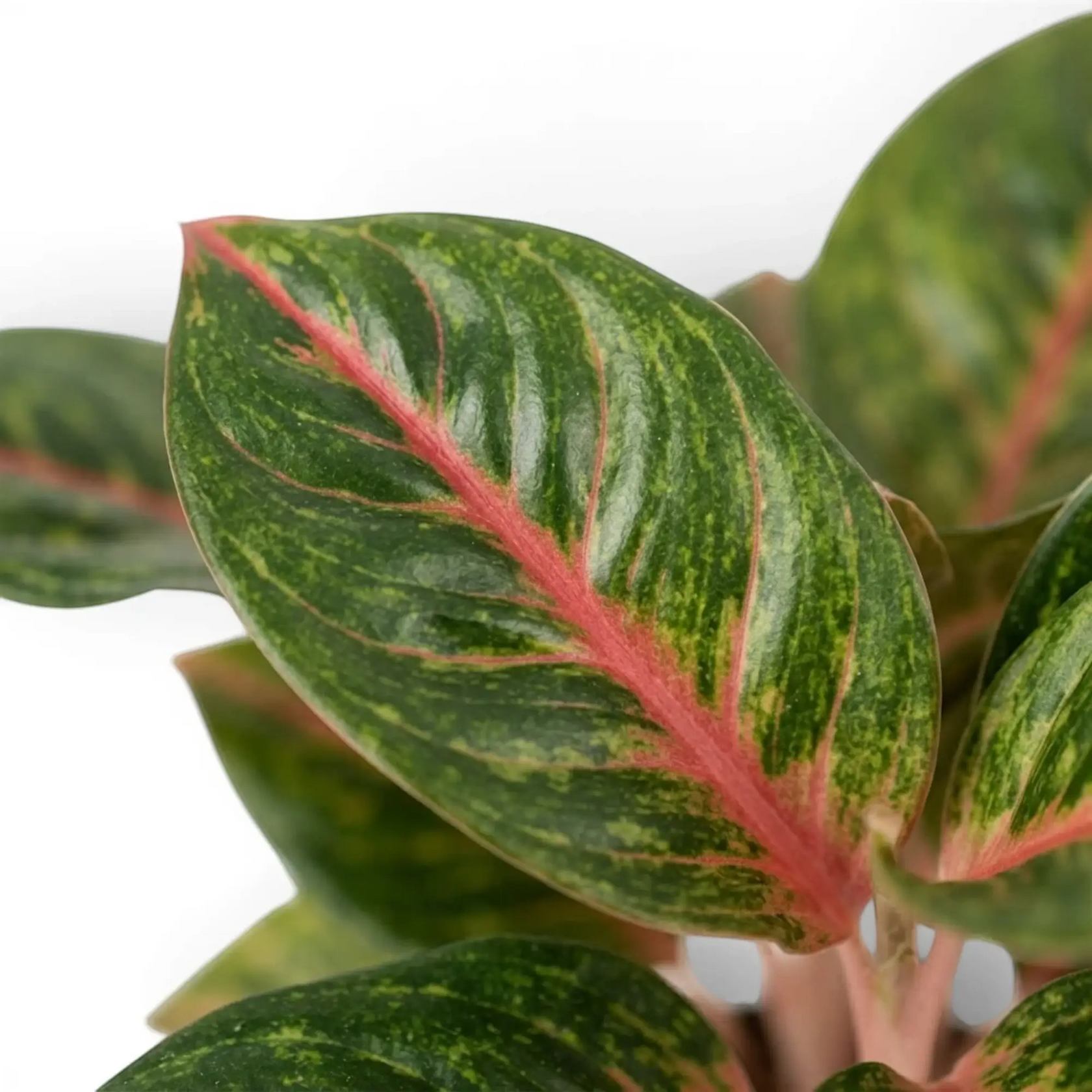 Aglaonema ‘Olive Red’ leaf detail showing a pink midrib and fine yellow markings on deep green.