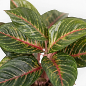 Aglaonema ‘Olive Red’ foliage with pink midribs and irregular yellow-green speckling.