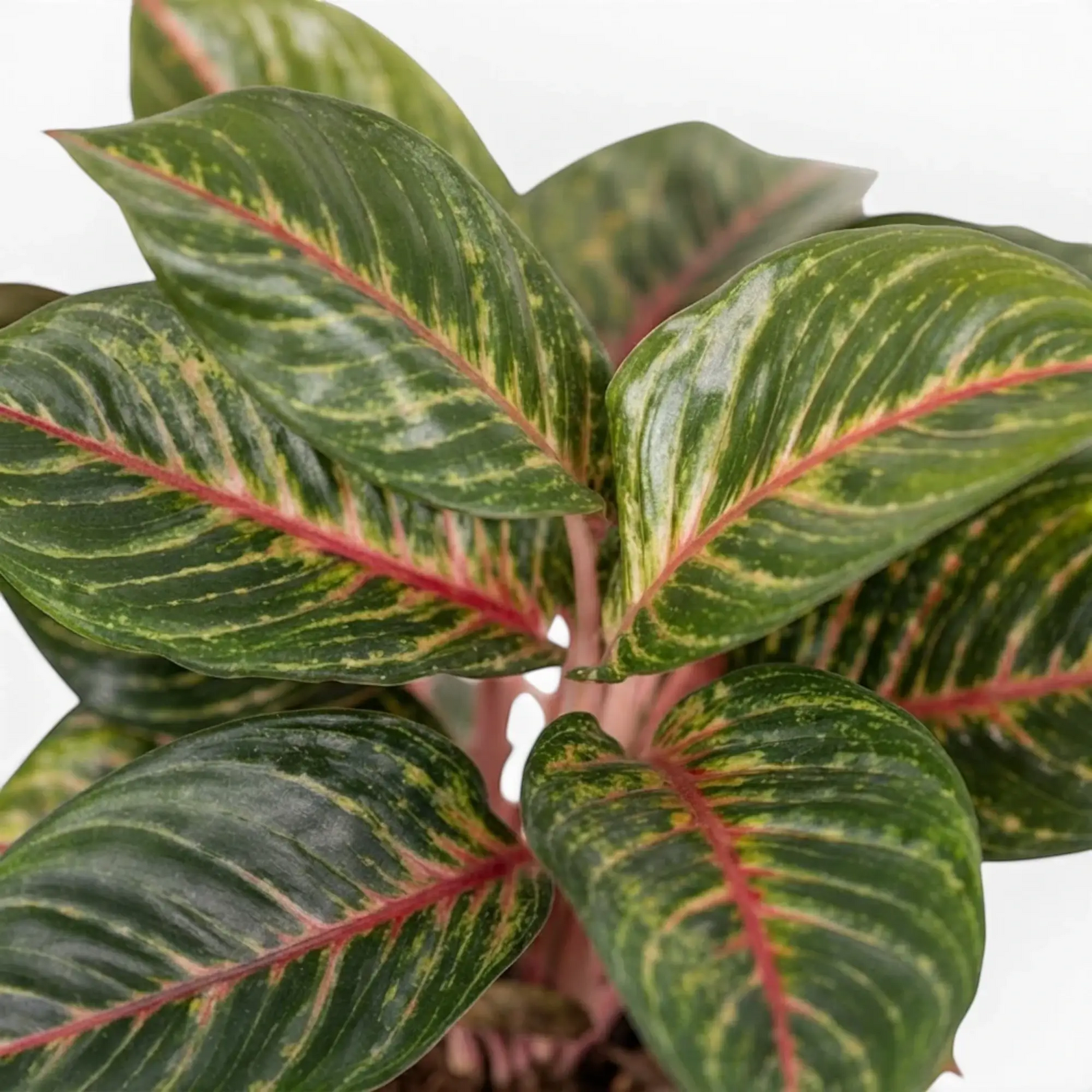 Aglaonema ‘Olive Red’ foliage with pink midribs and irregular yellow-green speckling.