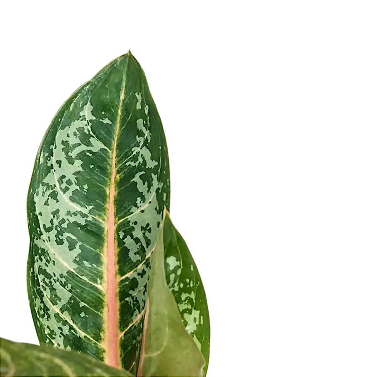 orange aglaonema Aglaonema 'Orange Flame'