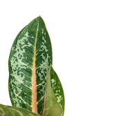 Nahaufnahme eines Blatts von Aglaonema 'Orange Flame' vor weißem Hintergrund.