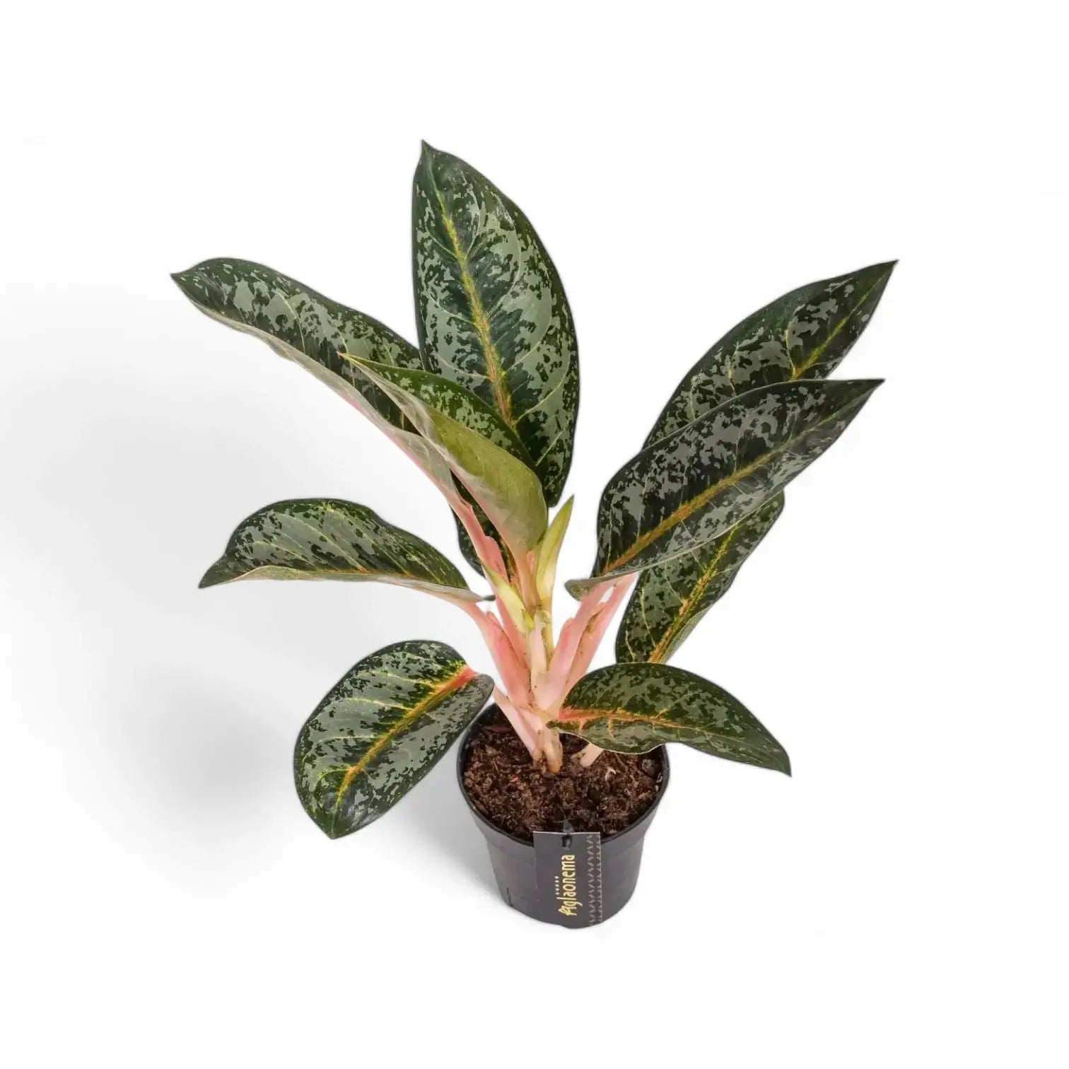 Aglaonema 'Orange Flame' potted plant in nursery pot on white background.