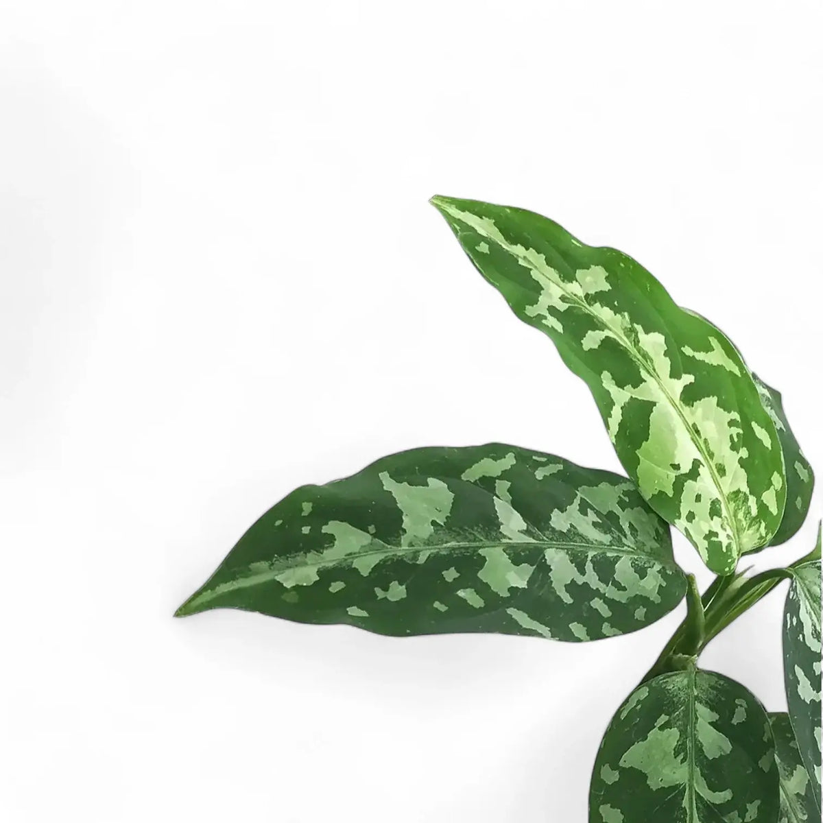 Aglaonema pictum bicolor – Variegated Pictum Form