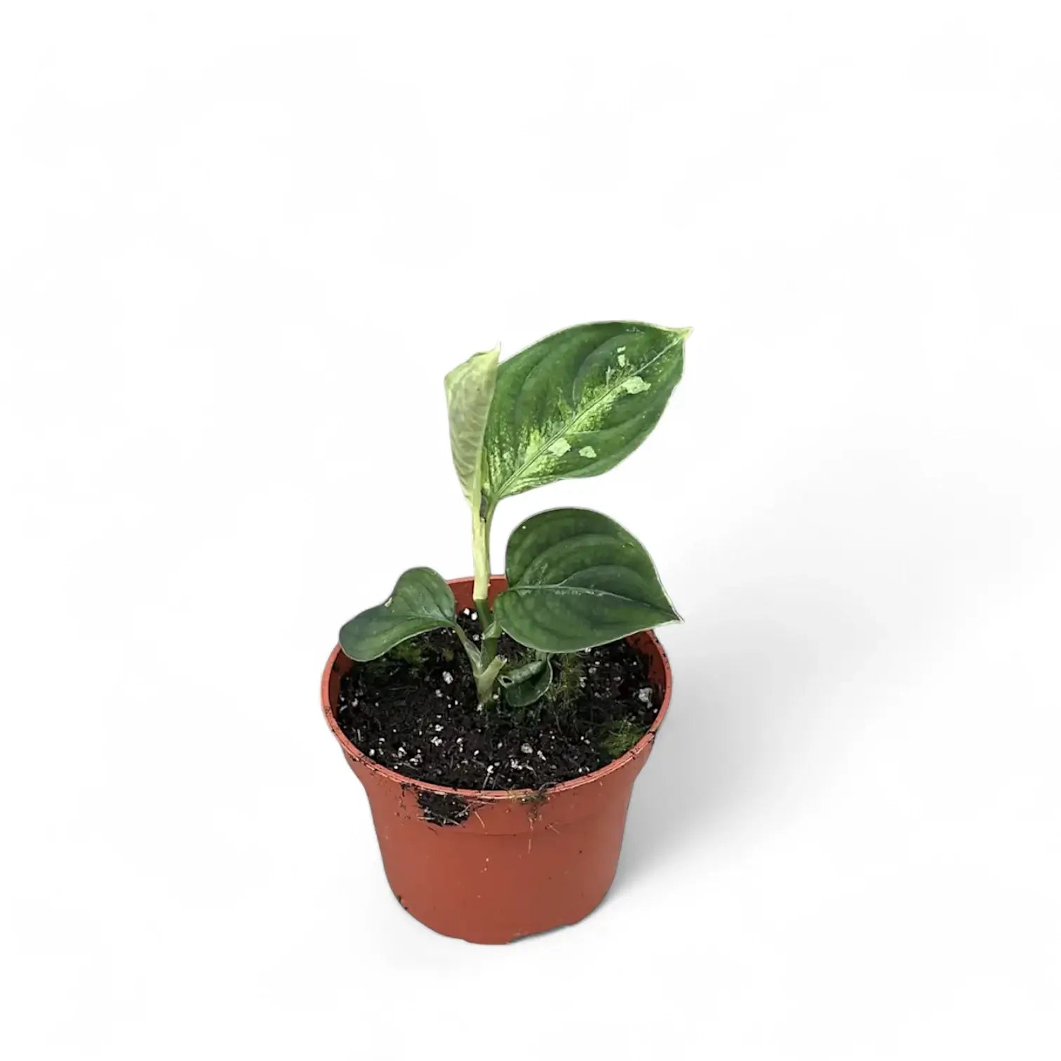 Aglaonema pictum bicolor Zimmerpflanze im Anzuchttopf vor weißem Hintergrund, Produktfoto 3.