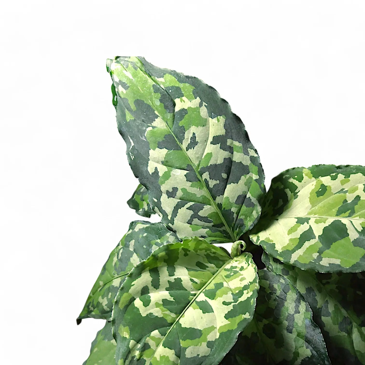 Aglaonema pictum tricolor “ANDAMAN Port Blair North” アグラオネマ 