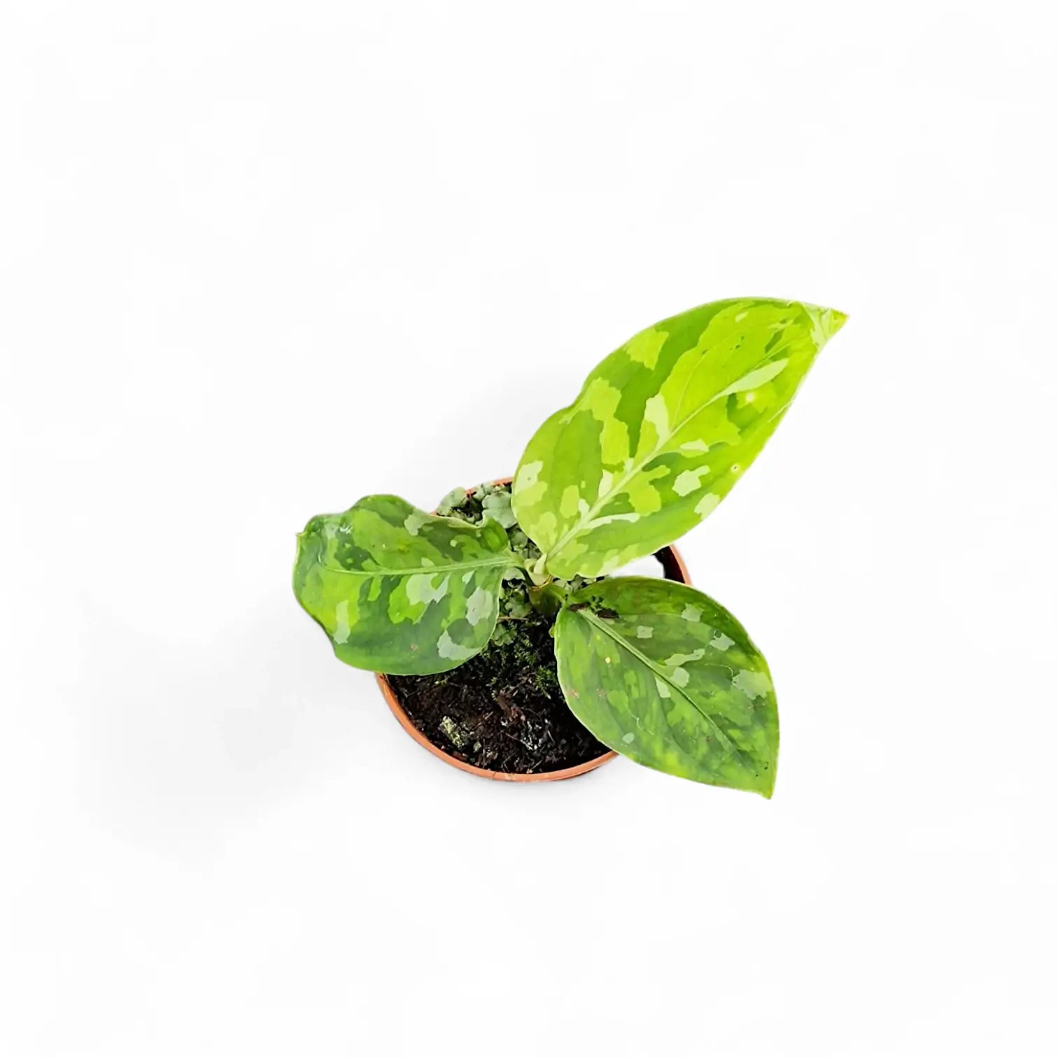 Aglaonema pictum tricolor potted plant in nursery pot on white background.