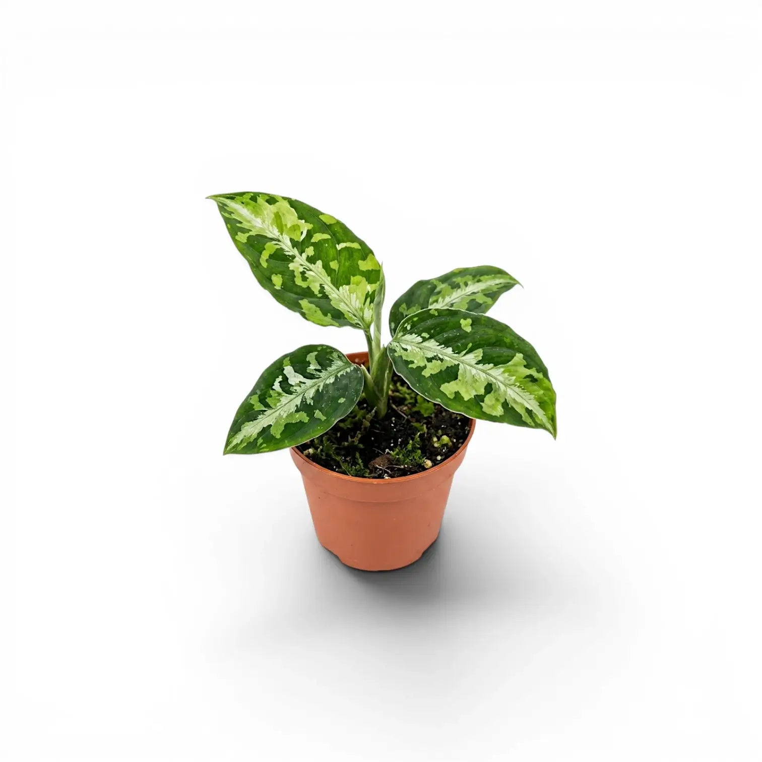 Aglaonema pictum 'Tricolor' | Foliage Factory Aglaonema pictum 'Tricolor' | Foliage Factory