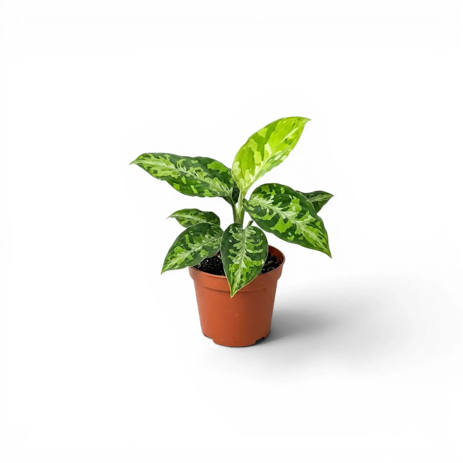 Aglaonema pictum 'Tricolor' Baby-Pflanze im Kulturtopf.