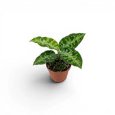 Aglaonema pictum 'Tricolor' Baby-Pflanze im Kulturtopf.