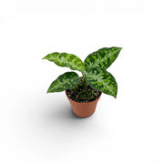 Aglaonema pictum 'Tricolor' baby plant in a nursery pot.