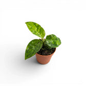 Aglaonema pictum 'Tricolor' Baby-Pflanze im Kulturtopf.