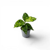 Aglaonema pictum 'Tricolor' Baby-Pflanze im Kulturtopf.