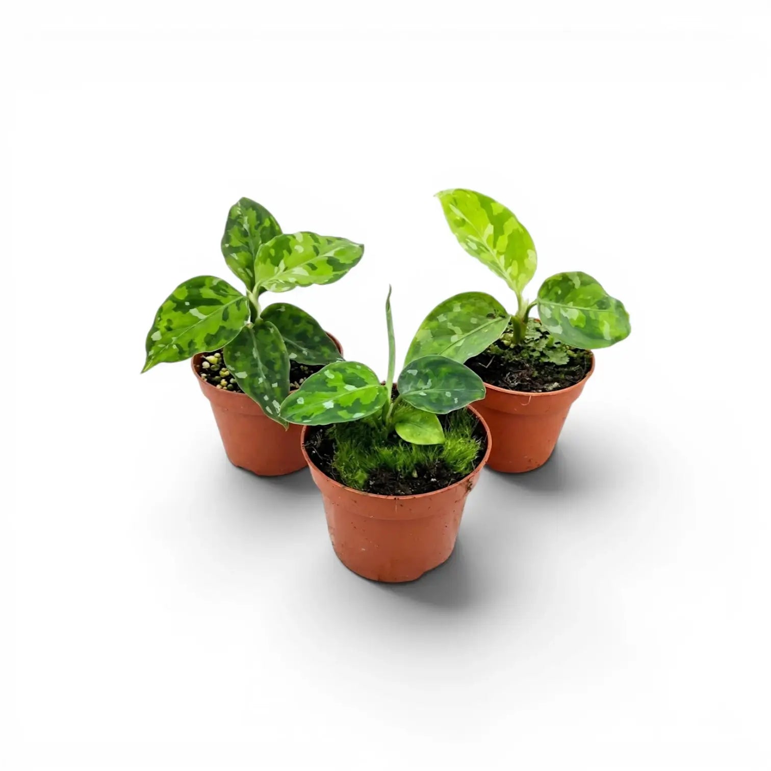 Aglaonema pictum tricolor【LA0913-1ss】増殖株 Aglaonema ピクタム