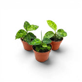 Aglaonema pictum 'Tricolor' Baby-Pflanze im Kulturtopf.
