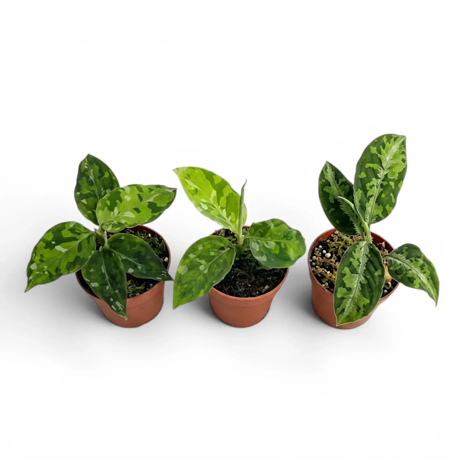 Aglaonema pictum 'Tricolor' | Foliage Factory