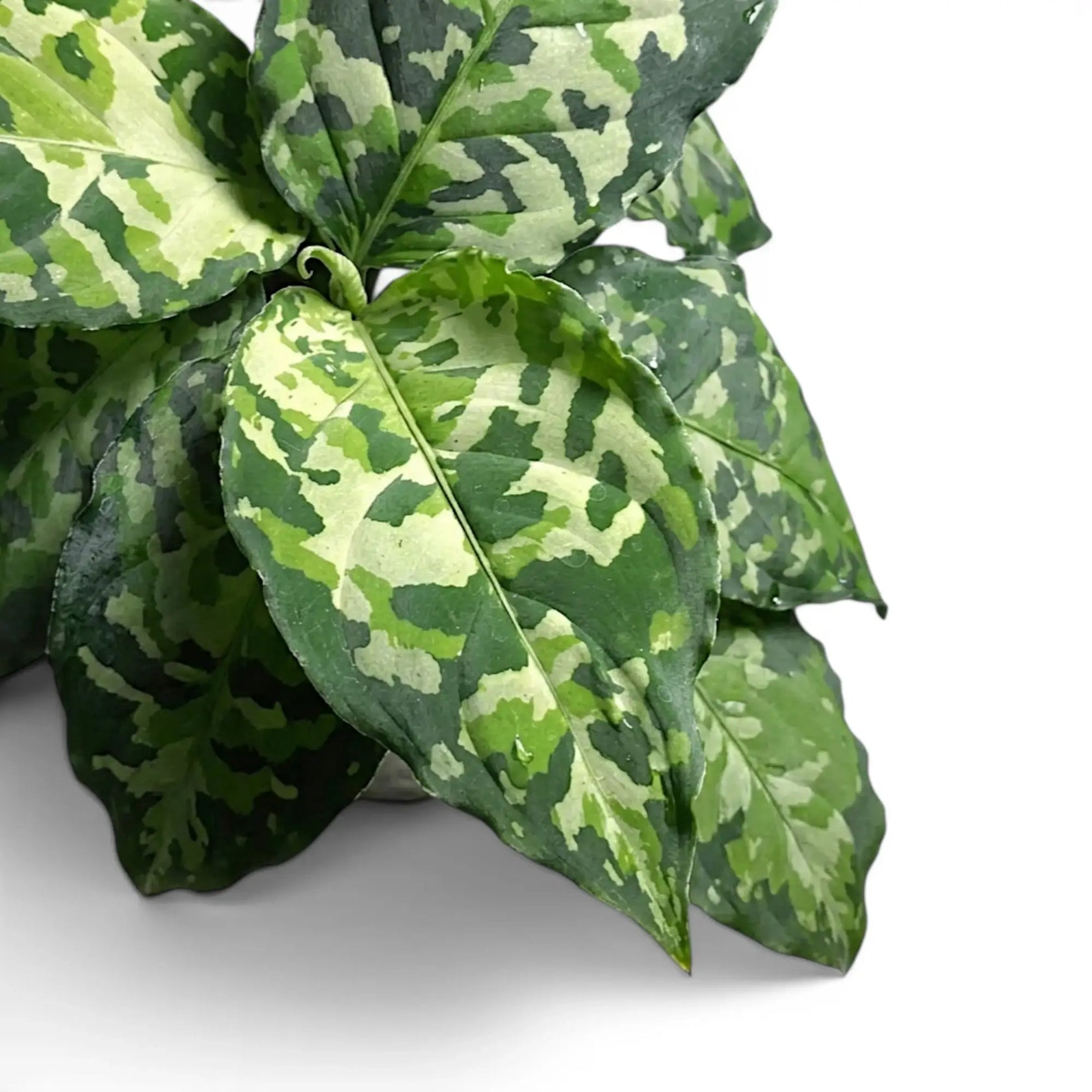 Aglaonema pictum 'Tricolor' | Foliage Factory