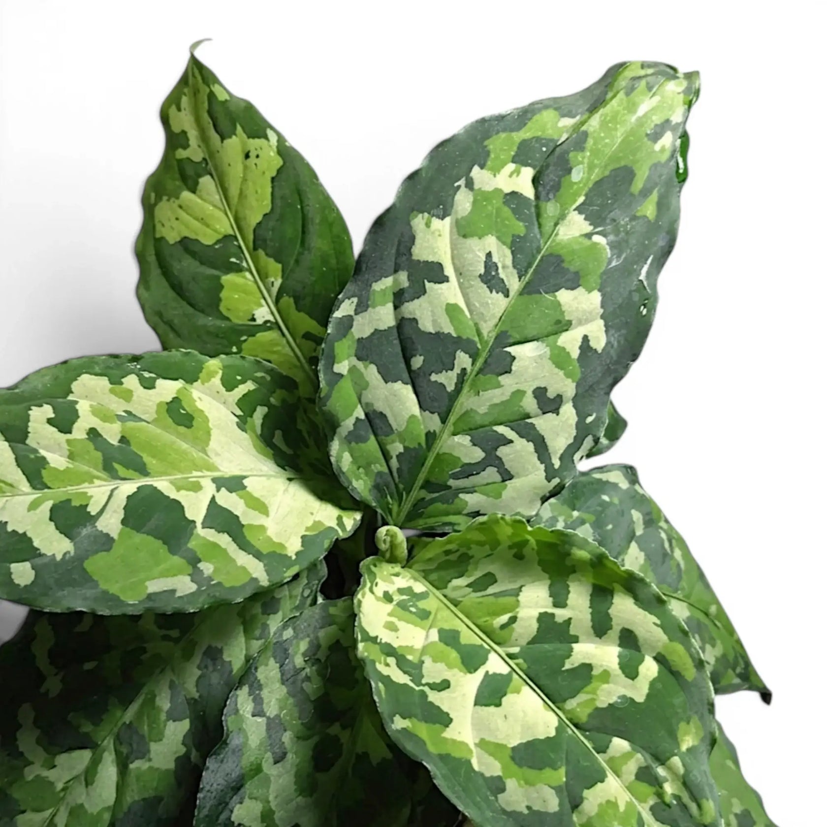 Aglaonema pictum 'Tricolor' | Foliage Factory