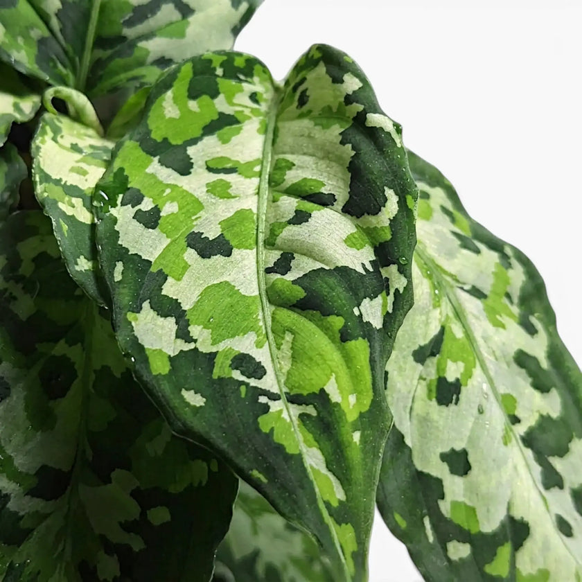Close-up of Aglaonema pictum 'Tricolor' leaves.