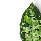 Nahaufnahme der Blätter von Aglaonema pictum 'Tricolor'.