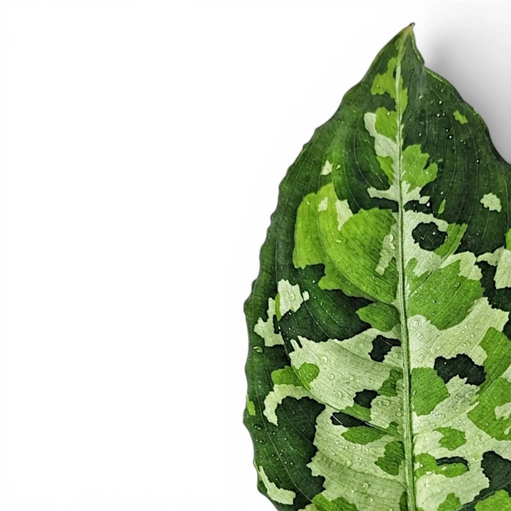 Aglaonema pictum 'Tricolor' | Foliage Factory