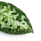 Nahaufnahme der Blätter von Aglaonema pictum 'Tricolor'.