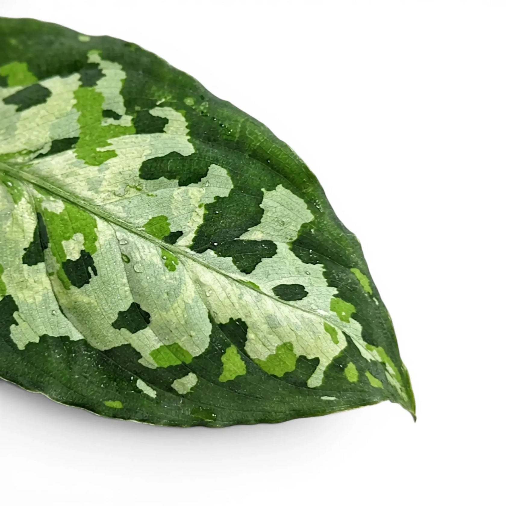 Aglaonema pictum 'Tricolor' | Foliage Factory