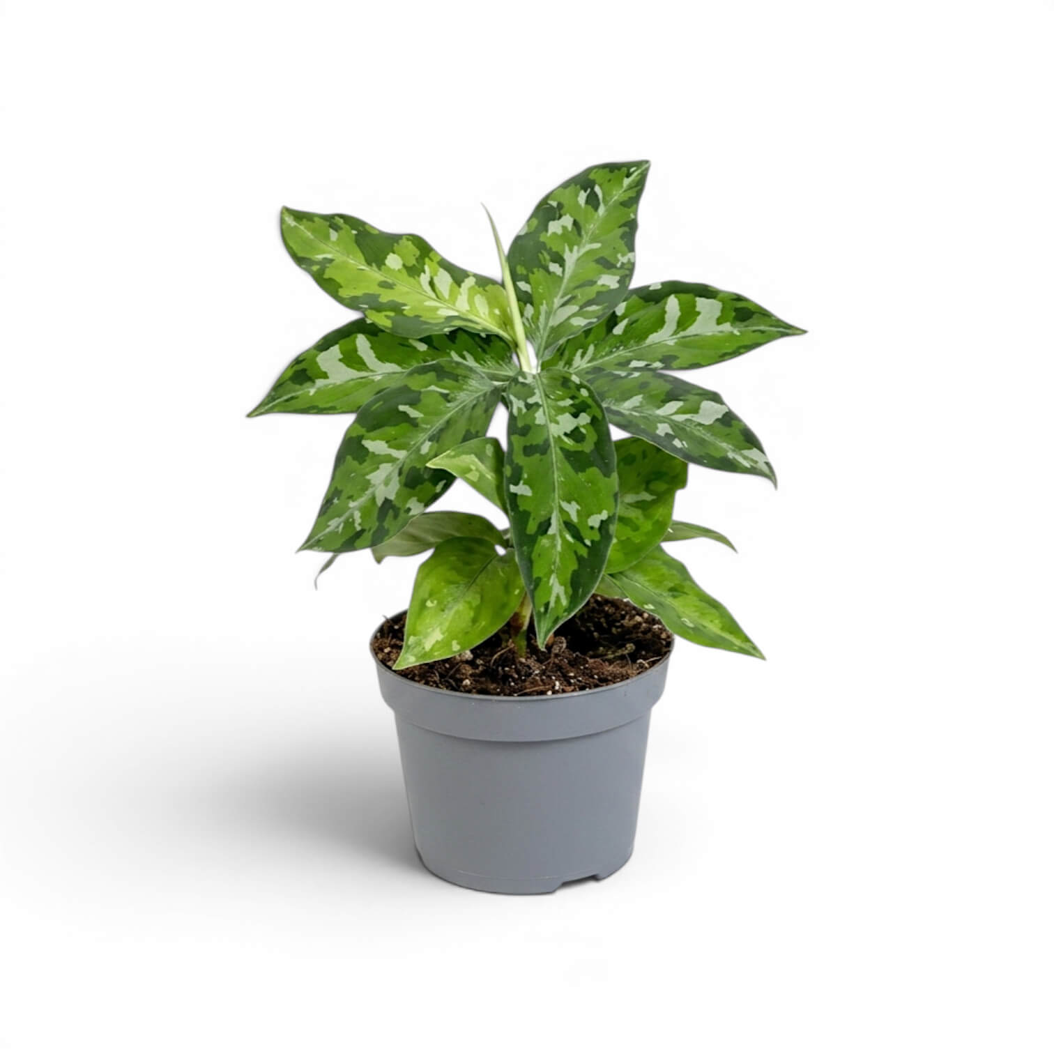 Aglaonema pictum 'Tricolor' | Foliage Factory