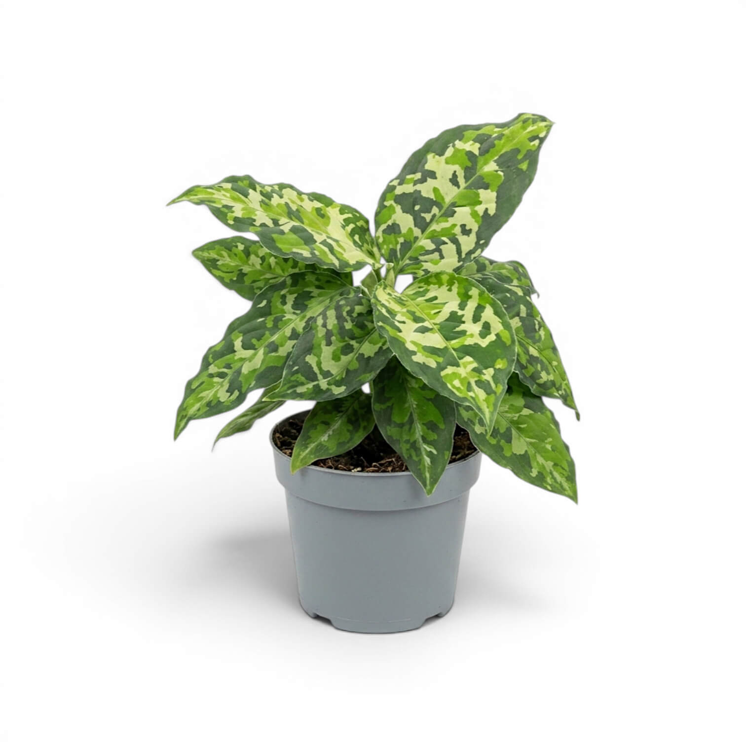 【Weed】Aglaonema pictum トリコロール Aglaonema pictum 'Tricolor' | Foliage Factory