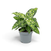 Aglaonema pictum 'Tricolor' im Kulturtopf.