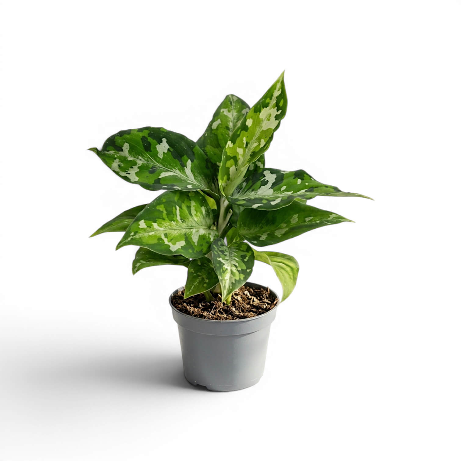 Aglaonema pictum 'Tricolor' | Foliage Factory