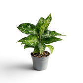 Aglaonema pictum 'Tricolor' im Kulturtopf.