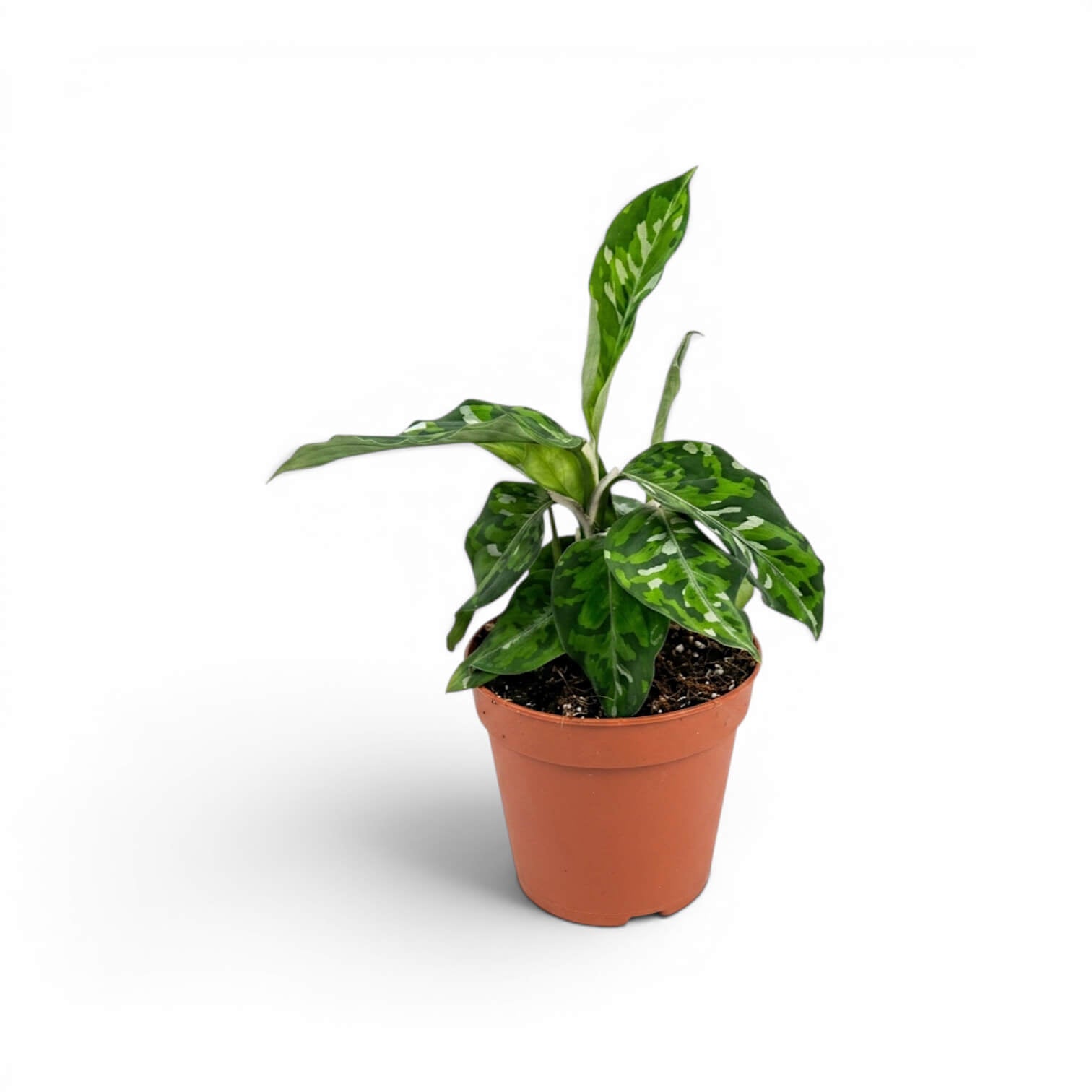 Aglaonema pictum 'Tricolor' | Foliage Factory