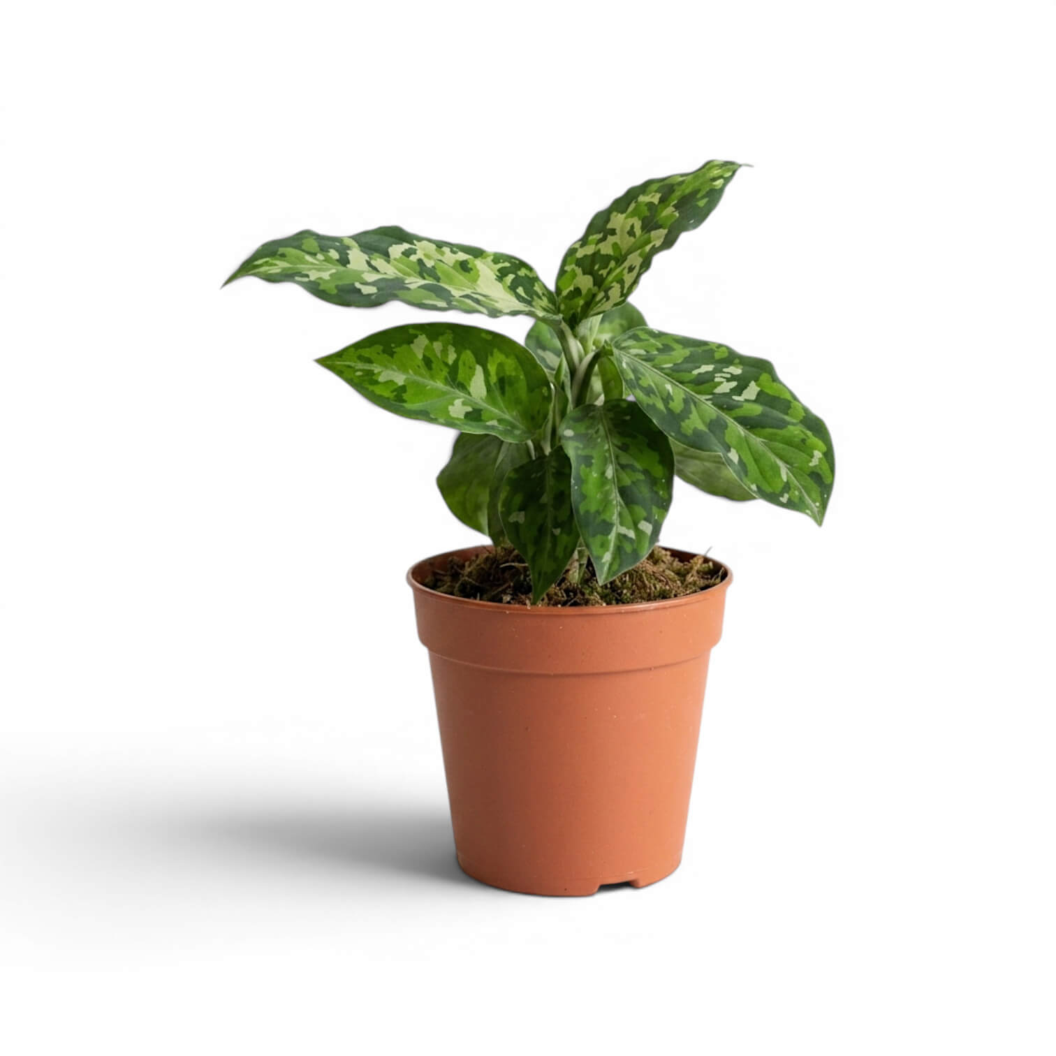 Aglaonema pictum 'Tricolor' | Foliage Factory