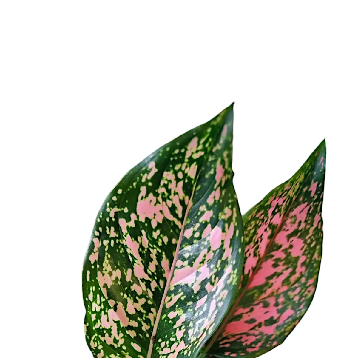 aglaonema emerald pink Aglaonema 'Pink Leopard' – Pink-Speckled Green Blades