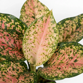 Aglaonema ‘Pink Leopard’ foliage with pale pink centres and dense green speckling.