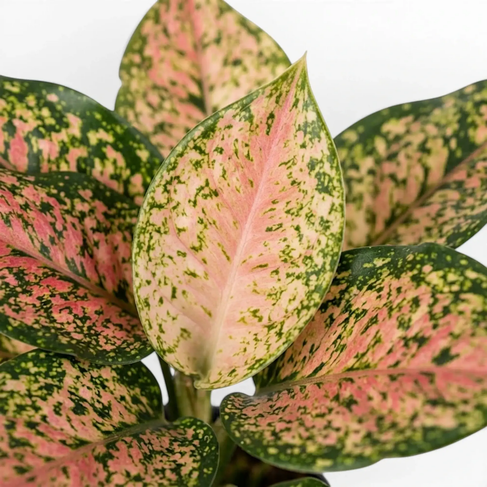 Aglaonema ‘Pink Leopard’ foliage with pale pink centres and dense green speckling.