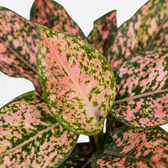 Aglaonema ‘Pink Leopard’ leaves showing pink fields scattered with dark green spots.