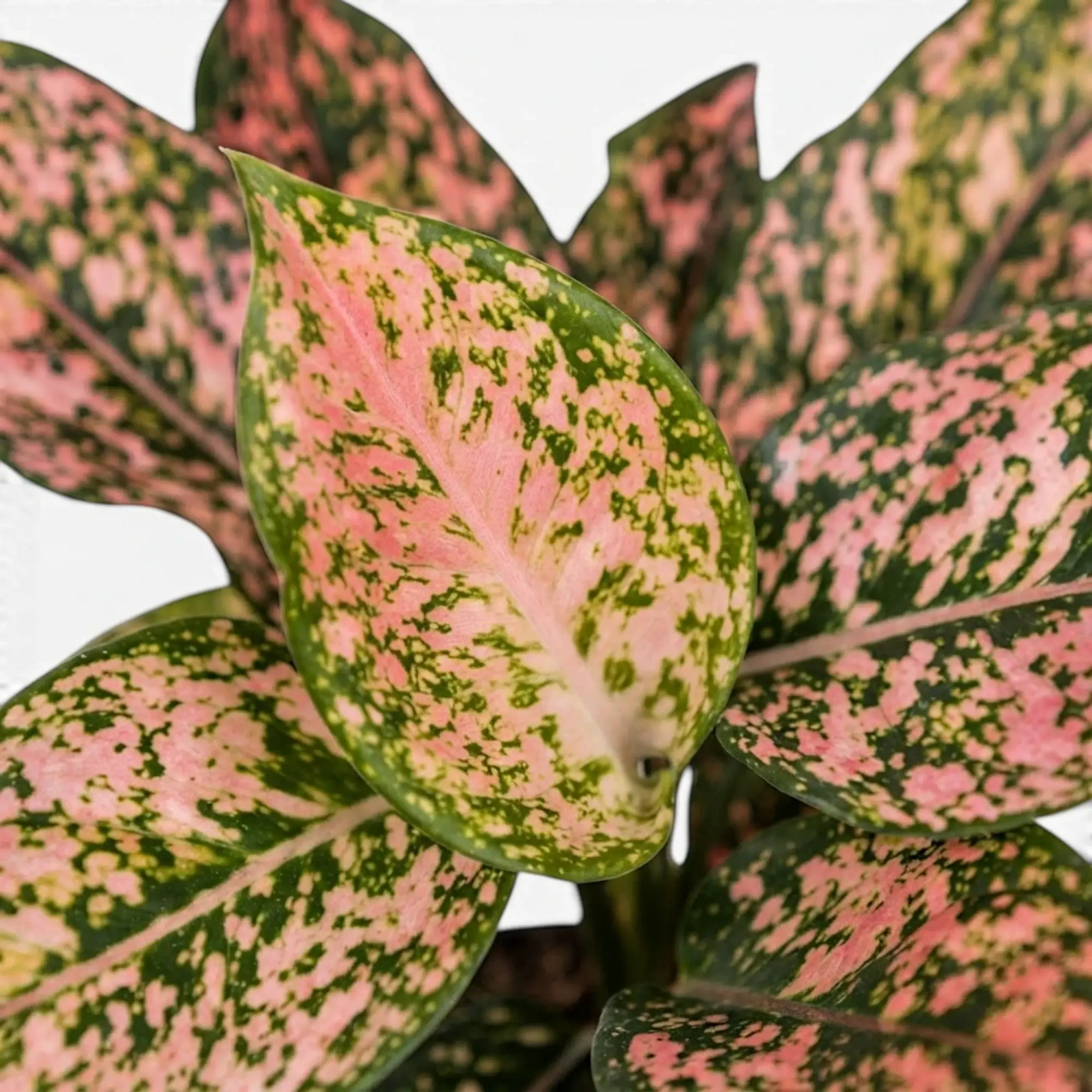 Aglaonema ‘Pink Leopard’ leaves showing pink fields scattered with dark green spots.