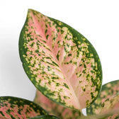 Aglaonema ‘Pink Leopard’ leaf with a blush-pink centre, green flecks and a dark green margin.