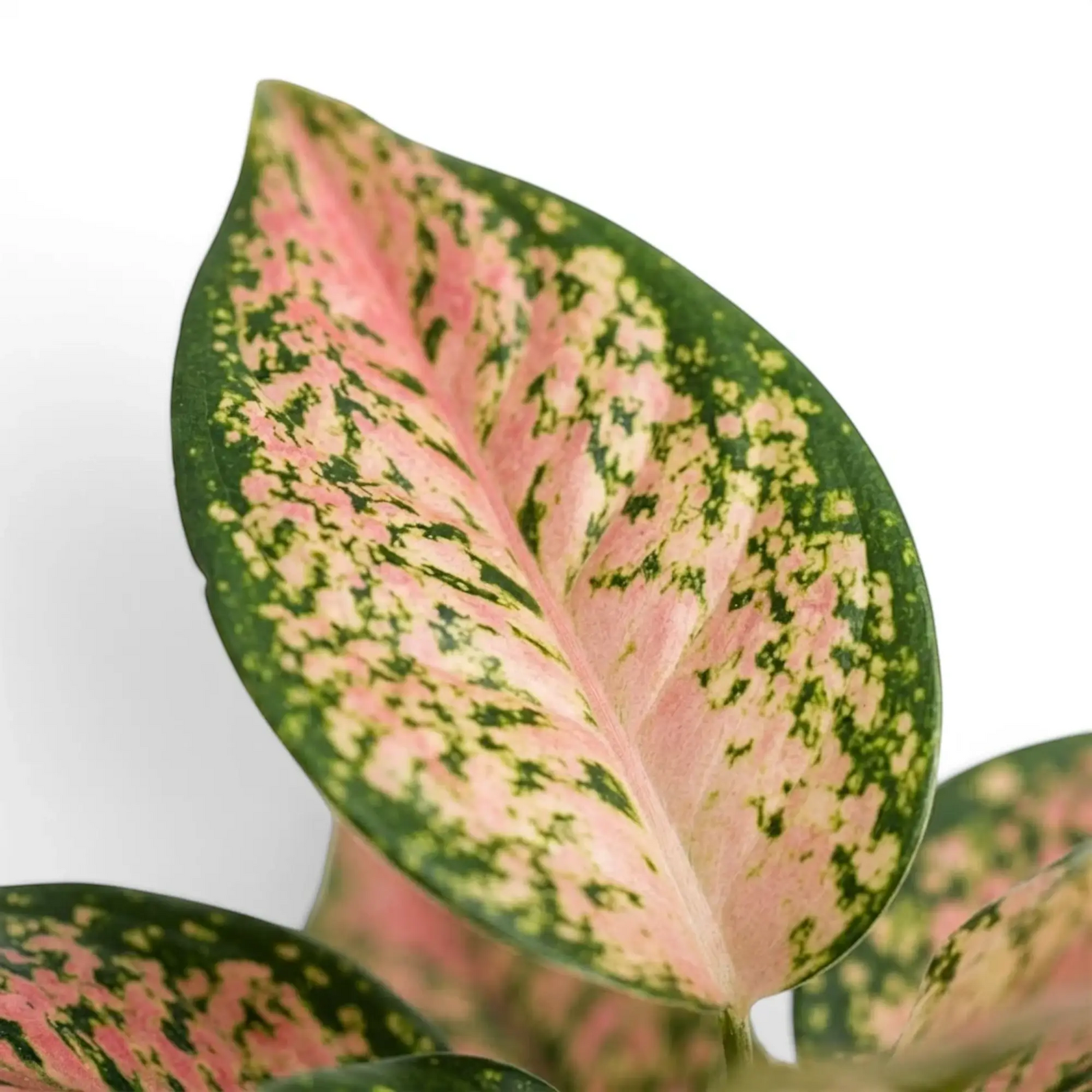 Aglaonema ‘Pink Leopard’ leaf with a blush-pink centre, green flecks and a dark green margin.