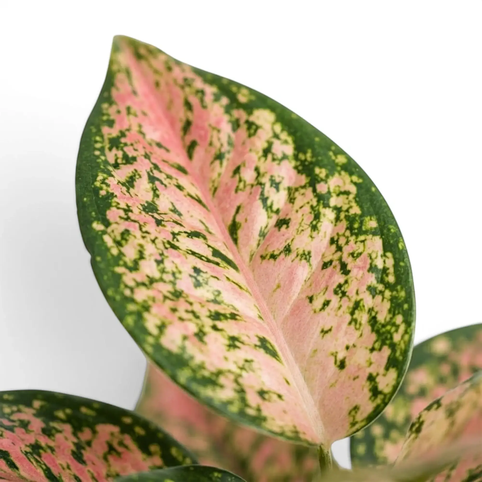 Aglaonema ‘Pink Leopard’ leaf with a blush-pink centre, green flecks and a dark green margin.