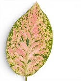 Single Aglaonema ‘Pink Leopard’ leaf with pink-and-green mottled variegation.