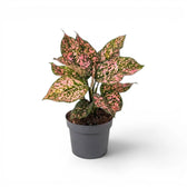 Aglaonema ‘Pink Leopard’ plant with upright pink-speckled foliage in a grey nursery pot.