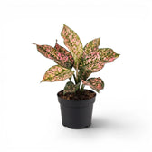 Compact Aglaonema ‘Pink Leopard’ with pink-and-green mottled leaves in a black nursery pot.