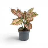 Aglaonema ‘Pink Leopard’ plant with a balanced crown of spotted pink leaves in a grey nursery pot.