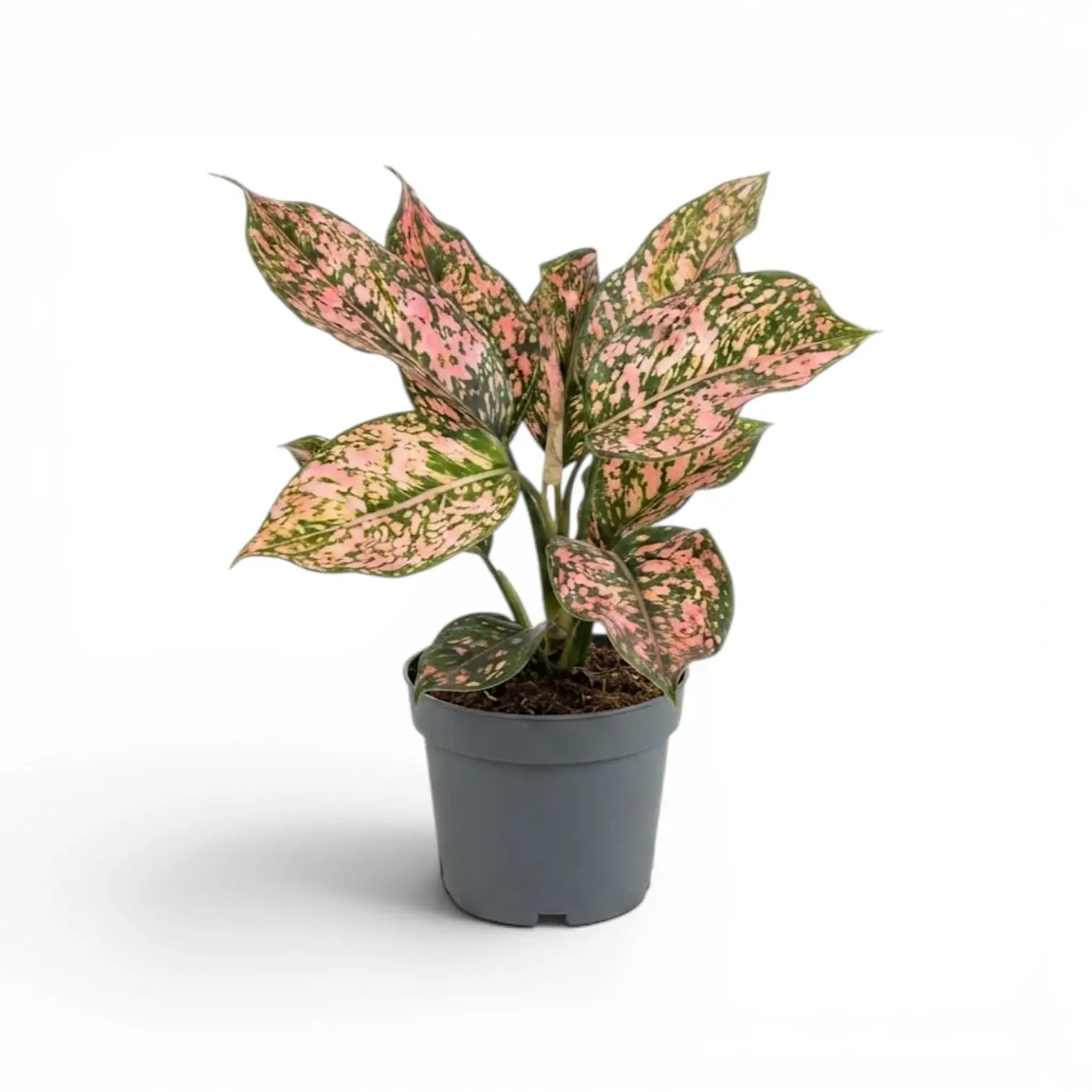 Aglaonema ‘Pink Leopard’ plant with a balanced crown of spotted pink leaves in a grey nursery pot.